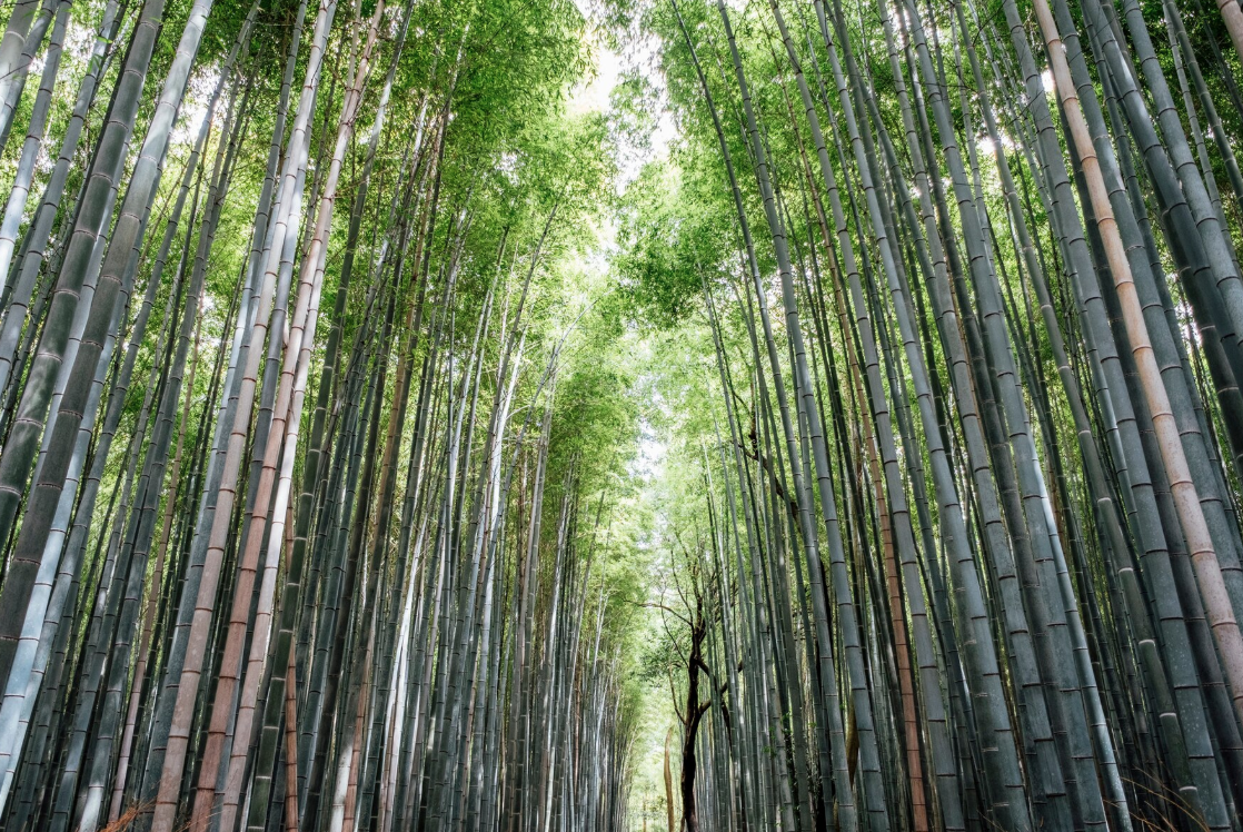 A Complete Guide to Bamboo Fabric: Sustainability, Types, Is It Toxic?